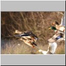 Anas platyrhynchos - Stockente 20.jpg